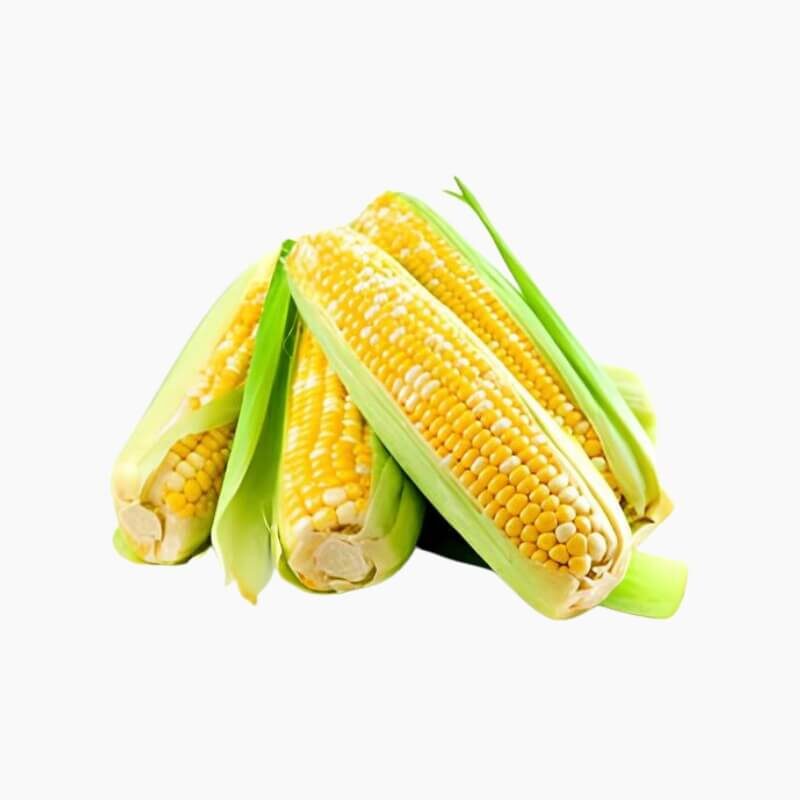 Benih Jagung Manis