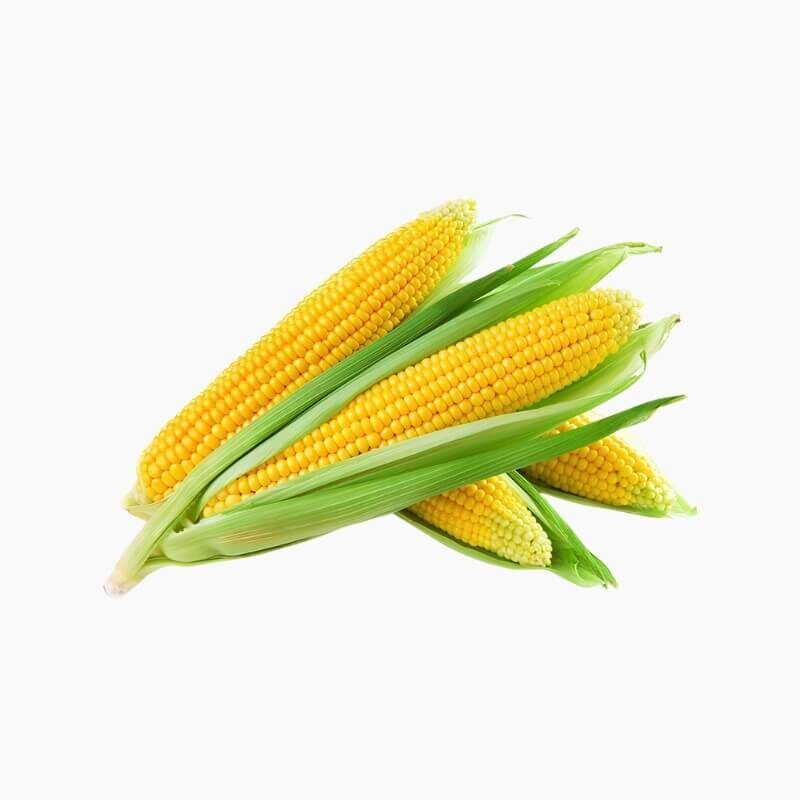 Benih Jagung Manis1