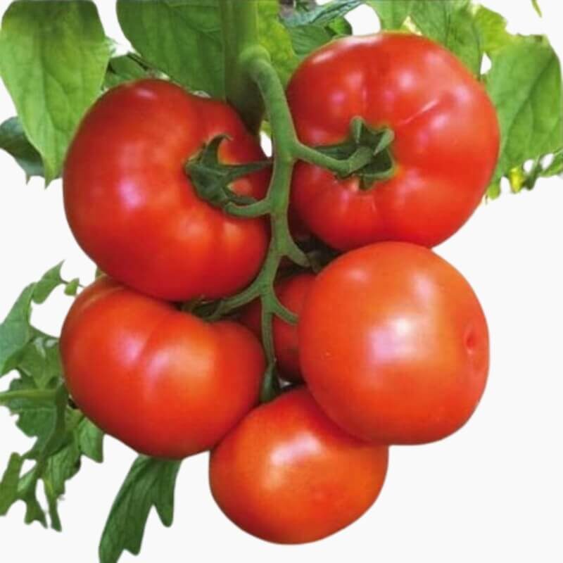 Benih-Tomat-Beefsteak-Rainbow-Haira-Seed1