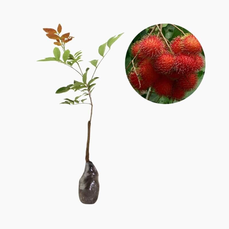 Biibit Rambutan Binjai Cover