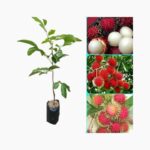 Biibit Rambutan Binjai Cover
