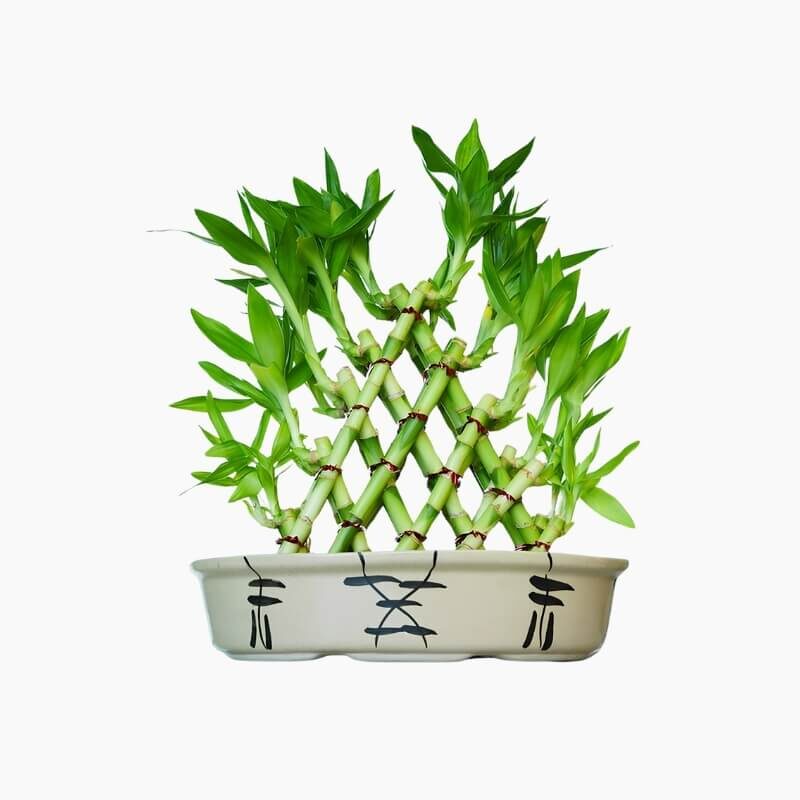 Tanaman Hias Bambu Hoki Cina2