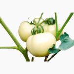 Tomat Beefsteak White (Haira Seed) Benih