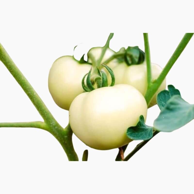 Tomat Beefsteak White (Haira Seed) Benih1