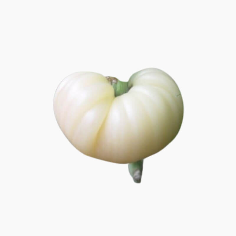 Tomat Beefsteak White (Haira Seed) Benih2
