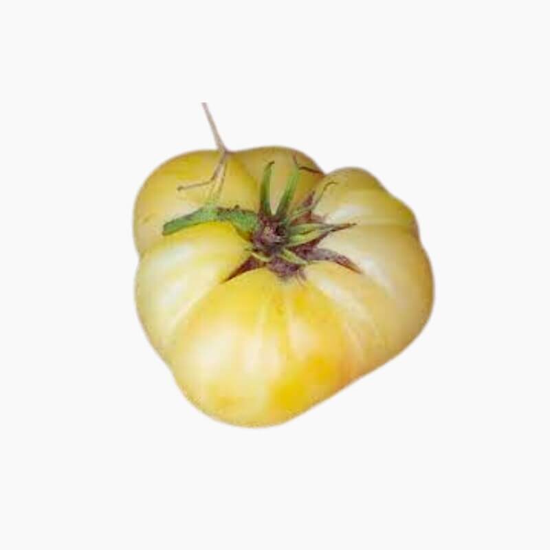 Tomat Beefsteak White (Haira Seed) Benih3